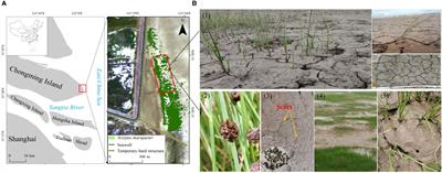 Mud cracks promote colonization by pioneer saltmarsh plants